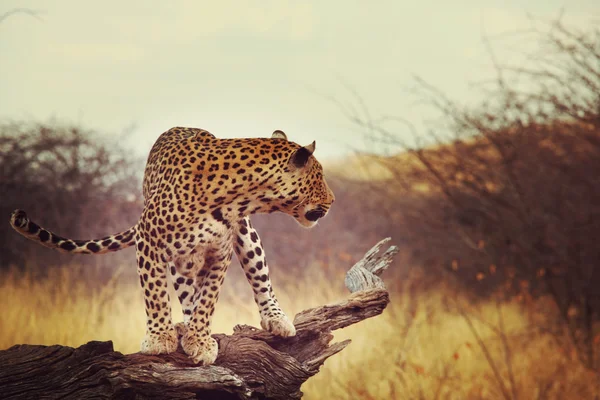 Leopardo close-up — Fotografia de Stock