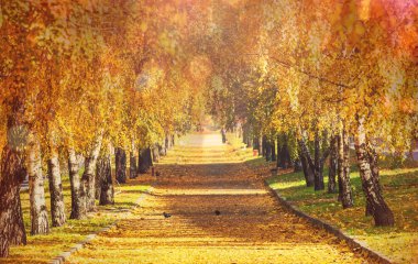Autumn alley