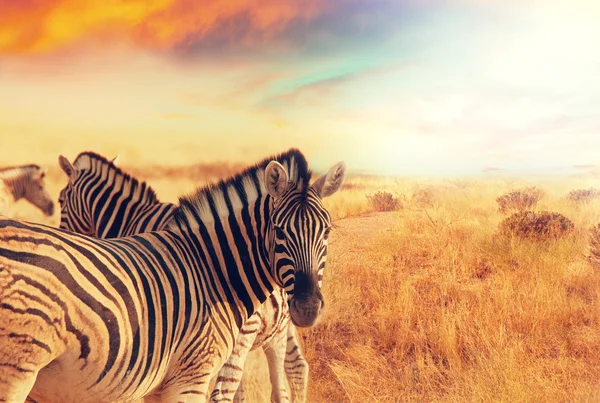 Zebras bei Sonnenuntergang — Stockfoto