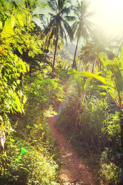 Jungle in Mexico