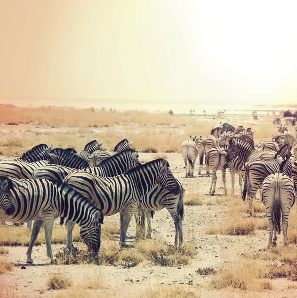 Zebras bei Sonnenuntergang — Stockfoto