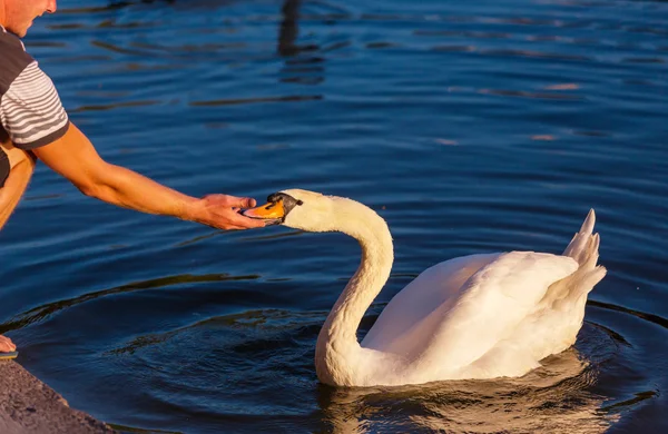 Swan a muž — Stock fotografie