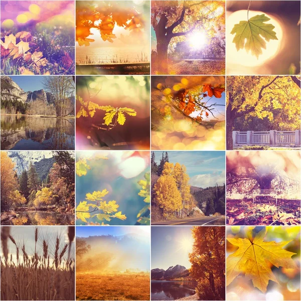 Autumn collage — Stock Photo, Image