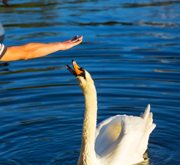 Hand en zwaan — Stockfoto