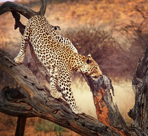 Леопардовый крупный план — стоковое фото