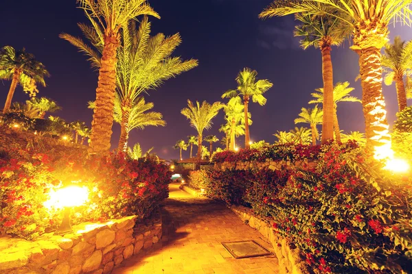 Giardino tropicale notturno — Foto Stock