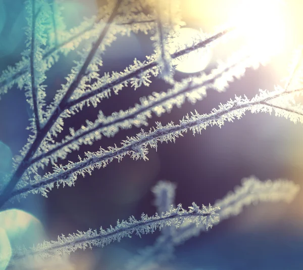 Frozen tree — Stock Photo, Image