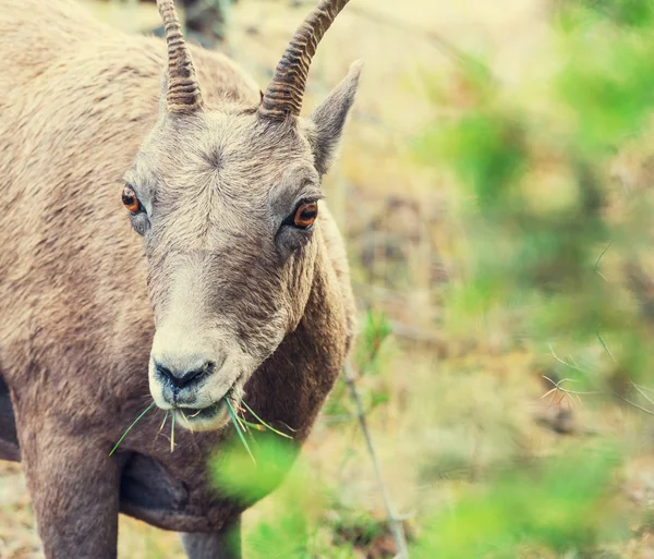 Wildziege — Stockfoto