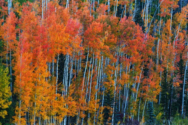 Осенняя сцена — стоковое фото