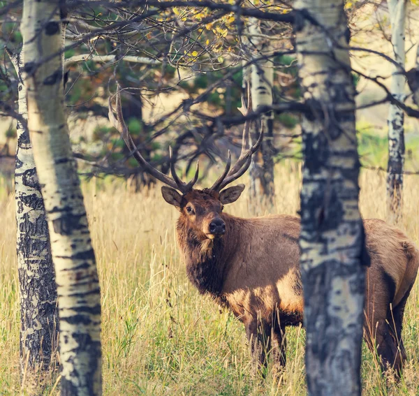 Cerfs dans la forêt — Photo