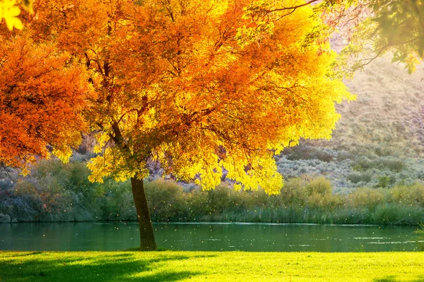 Herbstbaum — Stockfoto