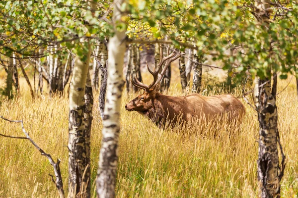 Veado na floresta — Fotografia de Stock