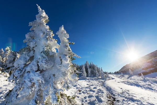 Parco dei ghiacciai in inverno — Foto Stock