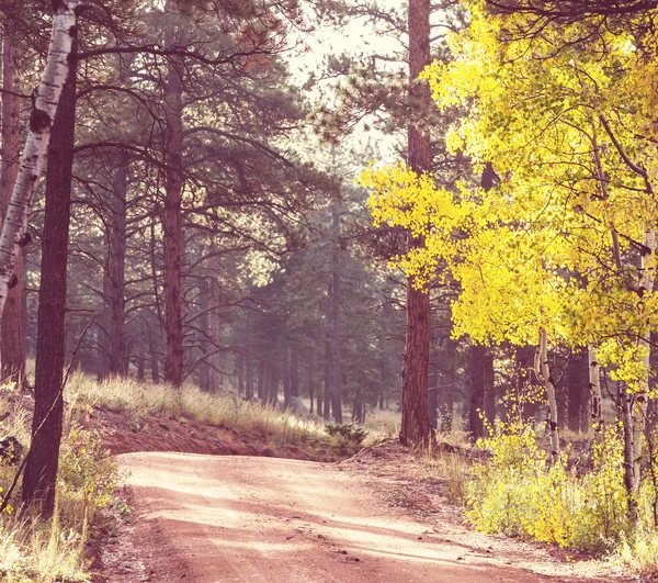 Bosque de otoño —  Fotos de Stock