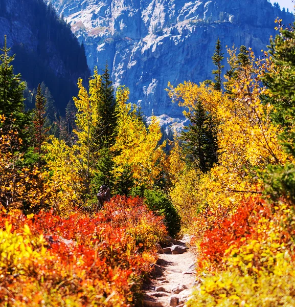 Herfst in Grand Teton — Stockfoto