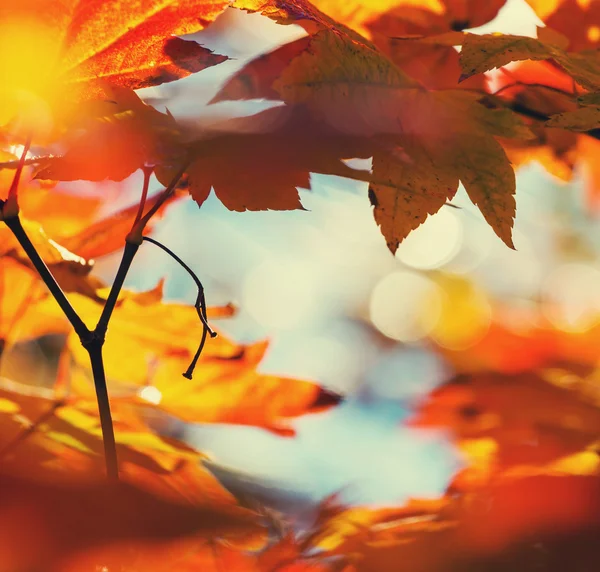 Herfstbladeren — Stockfoto