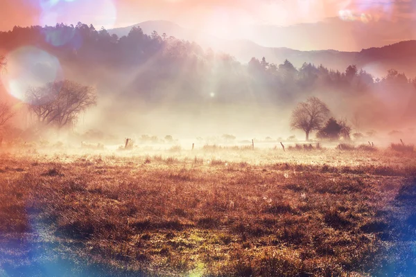 Mist op weide — Stockfoto