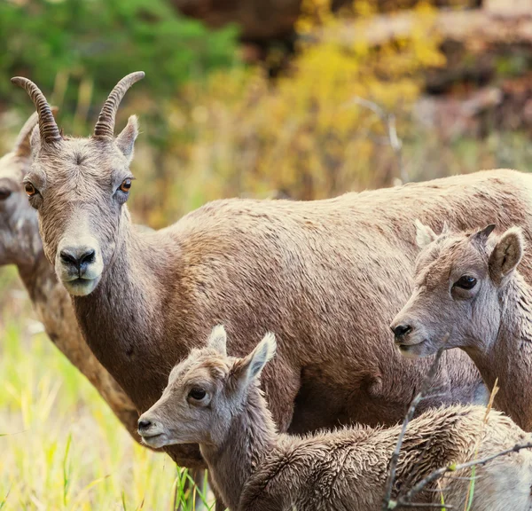 Wildziegen — Stockfoto