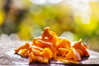 Sonbahar sezonu içinde mantar