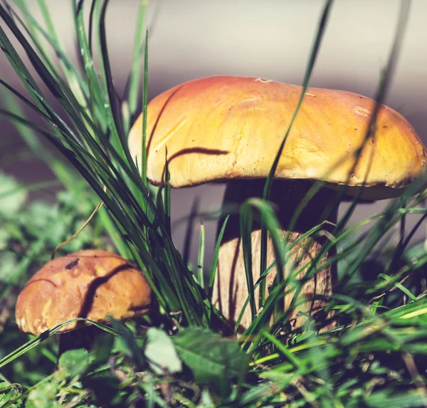 Paddestoelen in het gras — Stockfoto