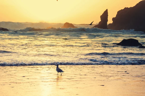 Costa del océano en Olympic — Foto de Stock