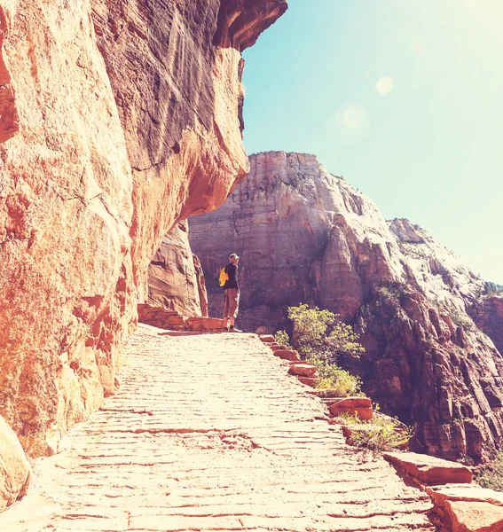 Wandelaar in Zion — Stockfoto