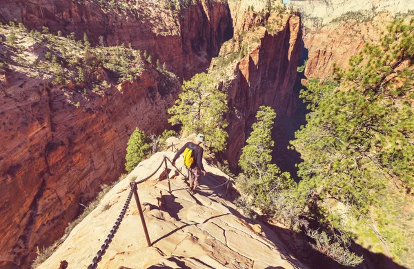 Hiker in Zion — Stock Photo, Image