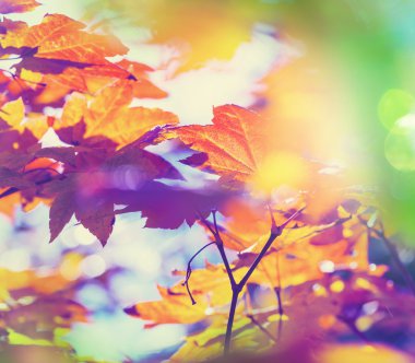 Sonbahar Yaprakları