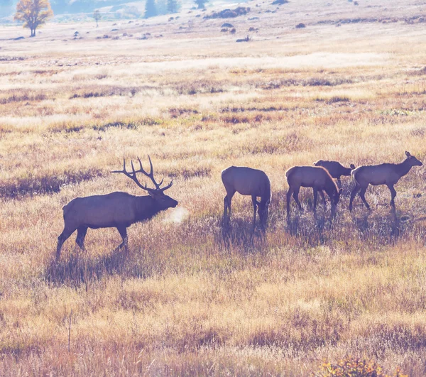 森林の鹿 — ストック写真