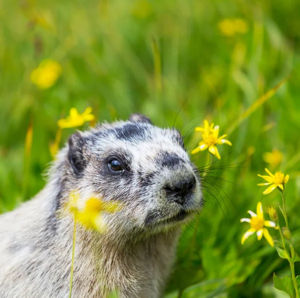 Squirrelon çayır — Stok fotoğraf