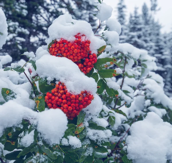 Winterbeere — Stockfoto