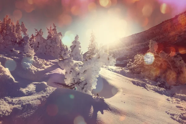 Winterszene — Stockfoto