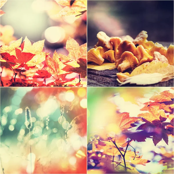 Autumn collage — Stock Photo, Image