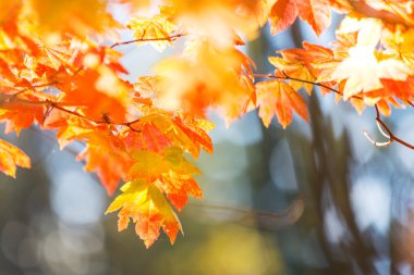 Sonbahar Yaprakları