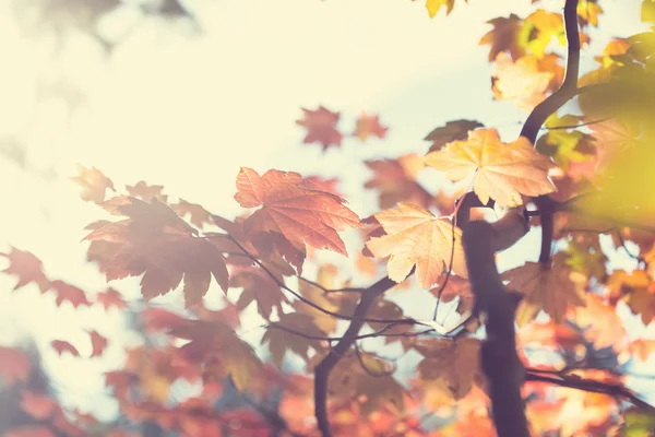 Autumn leaves — Stock Photo, Image