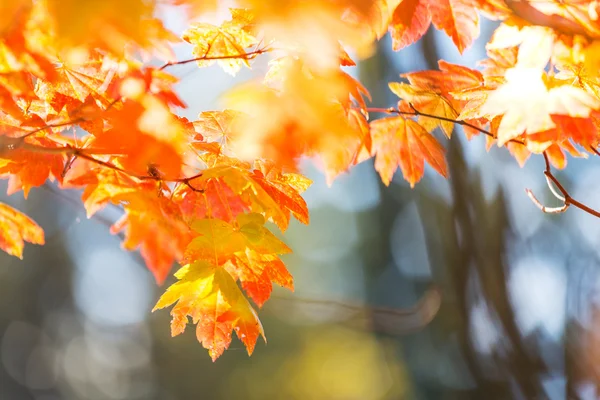 Hojas de otoño —  Fotos de Stock