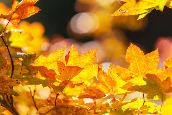 Herfstbladeren — Stockfoto