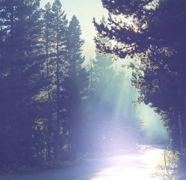 Straße im Wald — Stockfoto