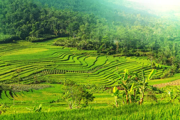 Fält i Indonesien — Stockfoto