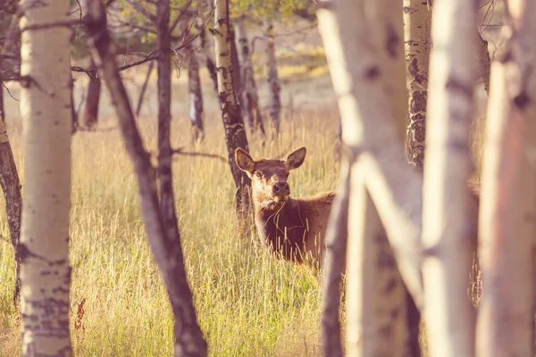 Cerfs dans la forêt — Photo