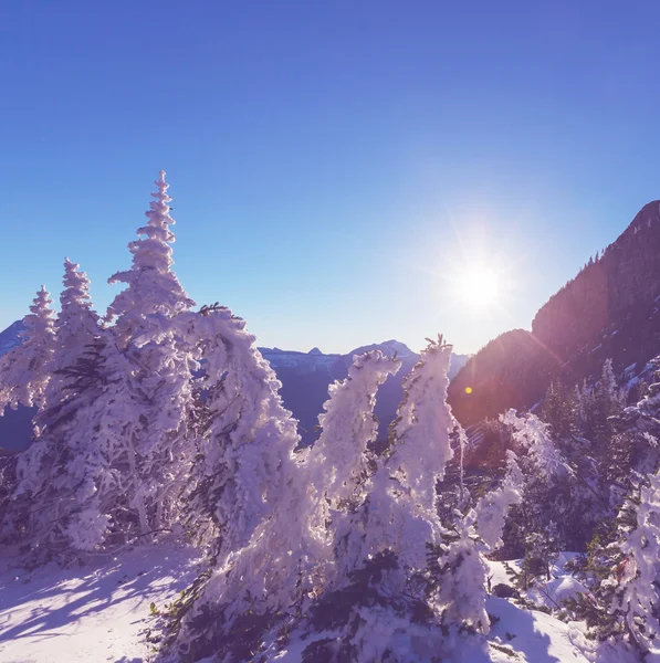 Зима в горах — стоковое фото