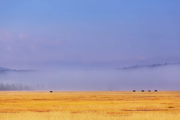 Байзоны в Йеллоустоне — стоковое фото