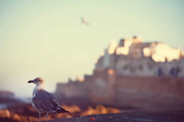 Essaouira stad — Stockfoto