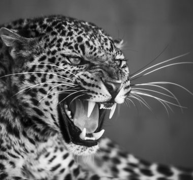 leopar kafa