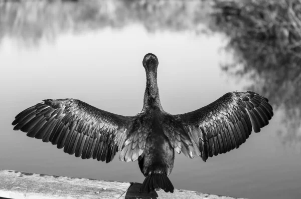 Anhinga americana — Fotografia de Stock