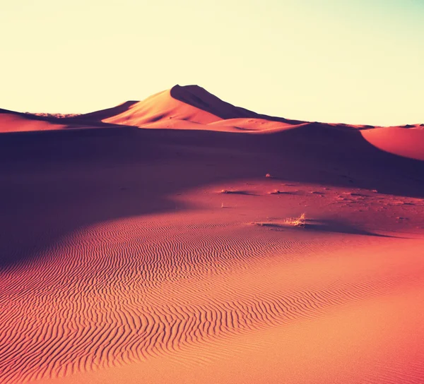 Sahara desert — Stock Photo, Image