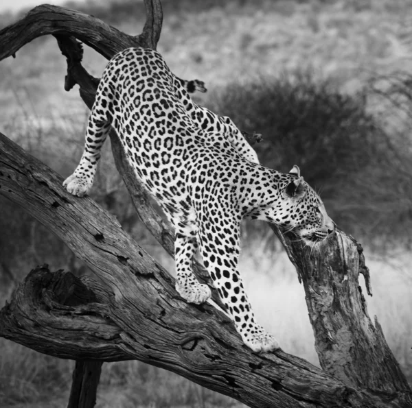 Леопард на дереве — стоковое фото