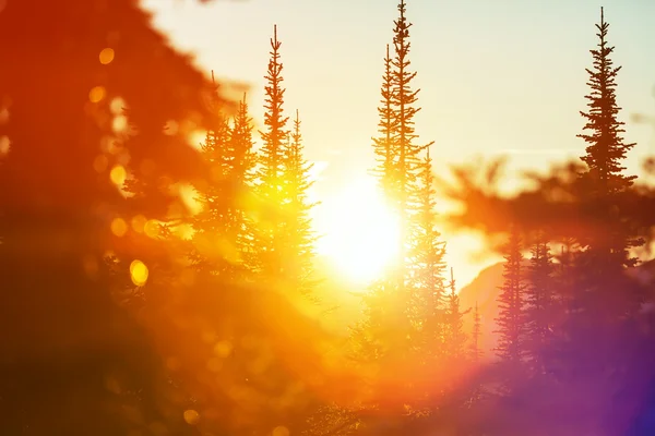 Vinter i skogen — Stockfoto