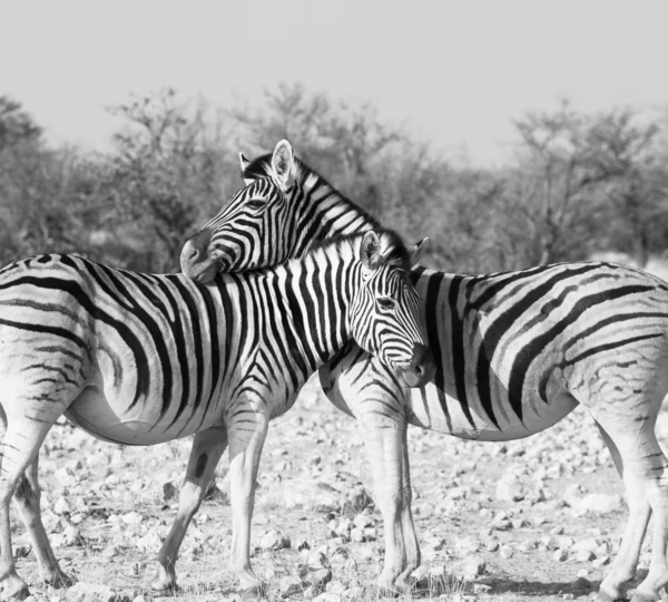 Zebra's paar — Stockfoto