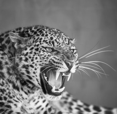leopar portre